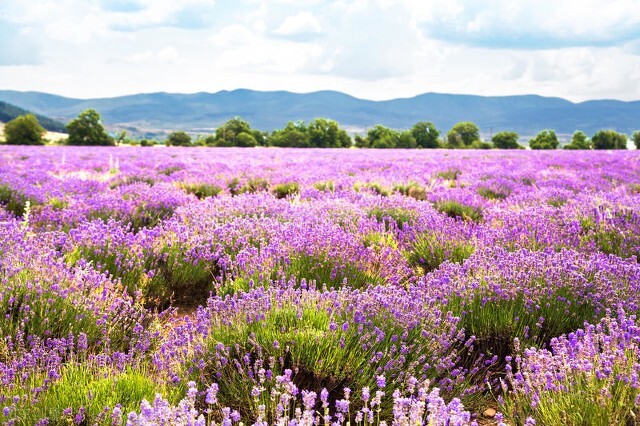 什么花的花语是重新开始,十朵花的花语是什么意思