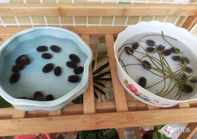 碗莲种子栽种一年没开花,碗莲种子光在水里不放土能开花吗