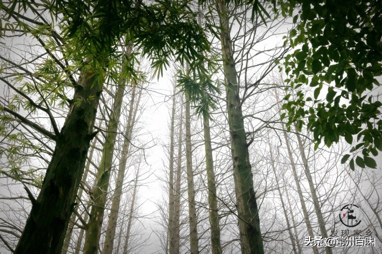 四季更迭时光流转又是新的一年,四季变迁春去秋来