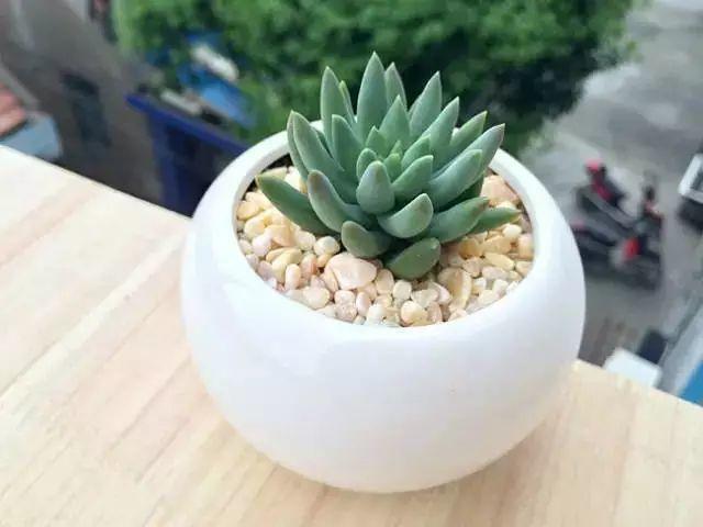 烂根的多肉可以用什么药,烂根的植物要挖出来吹干么