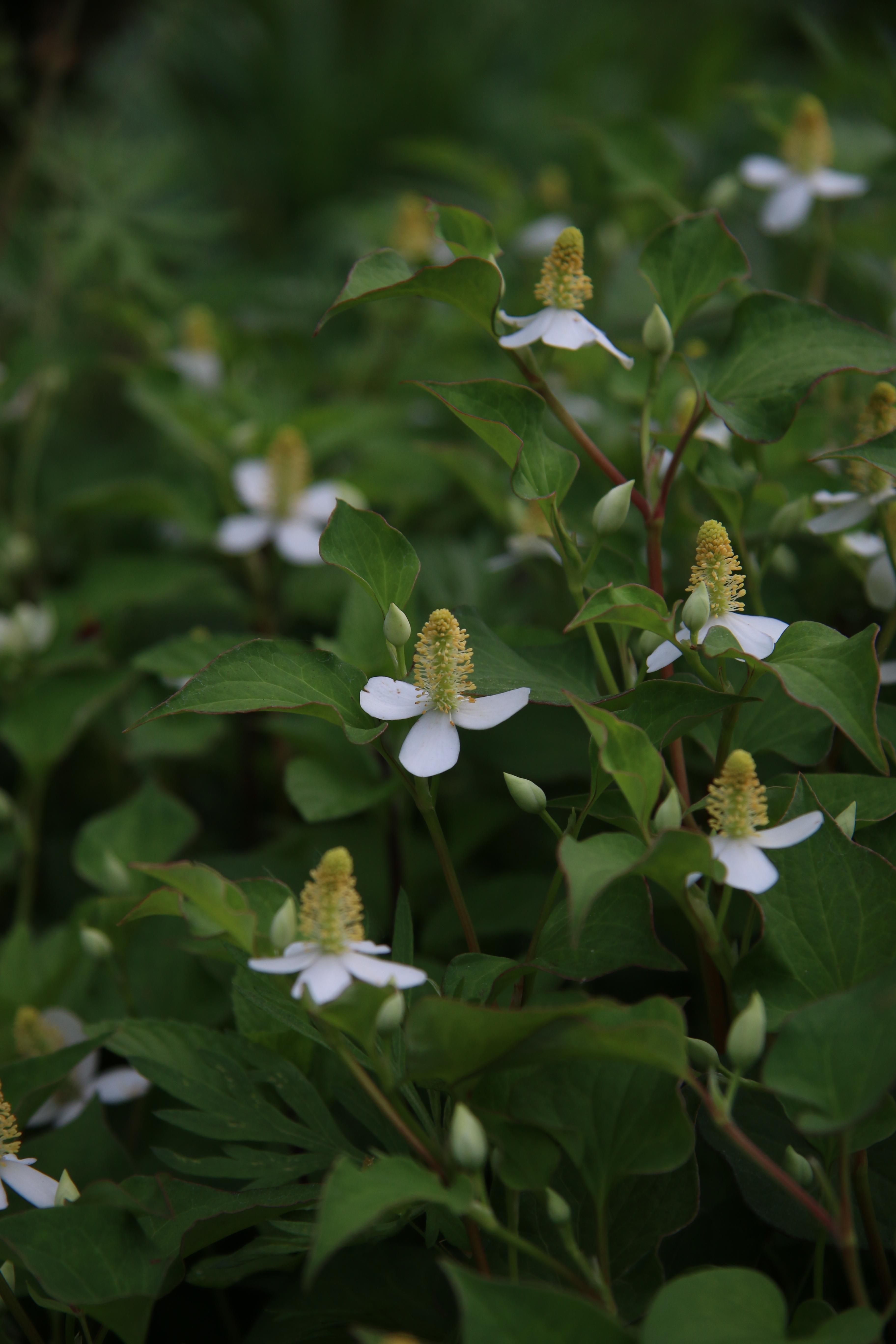 臭黄荆植物,臭鸡屎藤学名