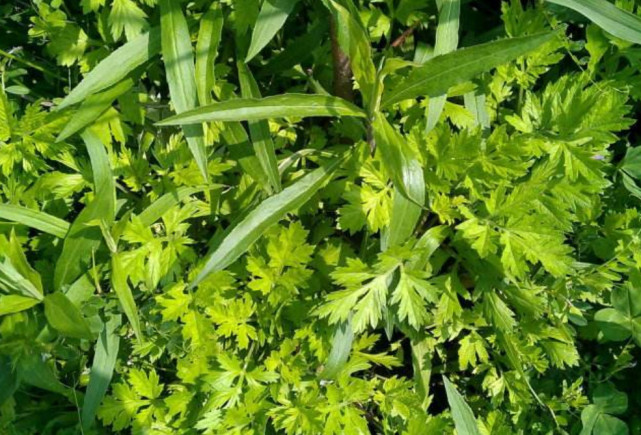 农村这种野菜竟是散结的救命菜,降血压的蔬菜和水果和野菜有哪些