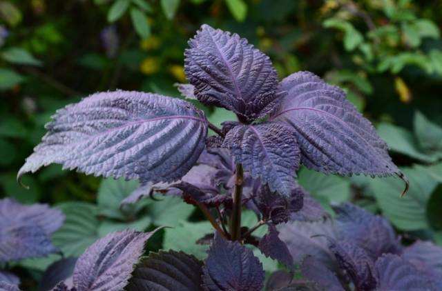阳台种植紫苏有什么作用,阳台上种的紫苏有虫子怎么办