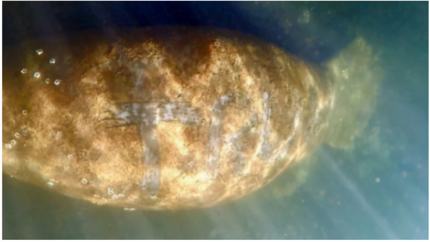 美现海牛祥瑞,昭示大美兴、川普王?中国网友:都是我们玩剩下的