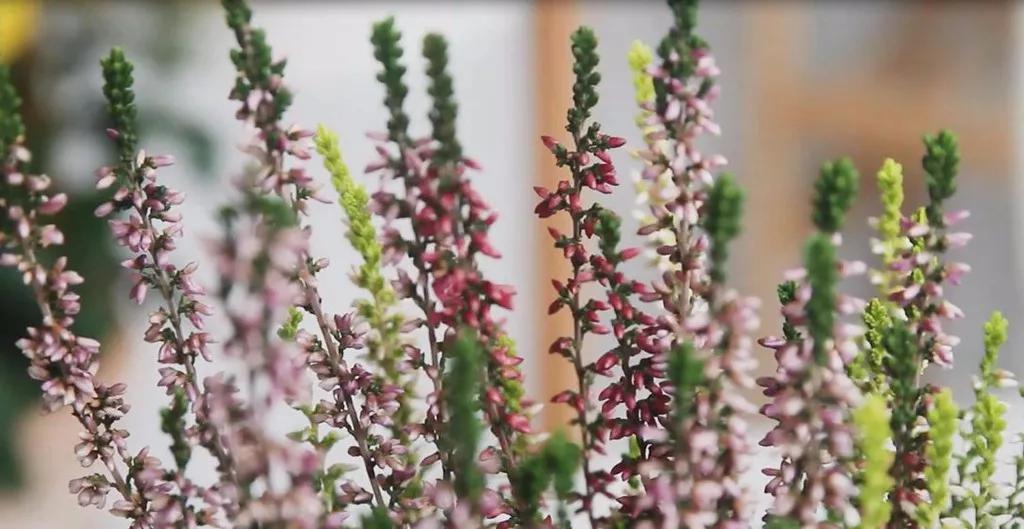 挪威石楠花,挪威国花帚石楠