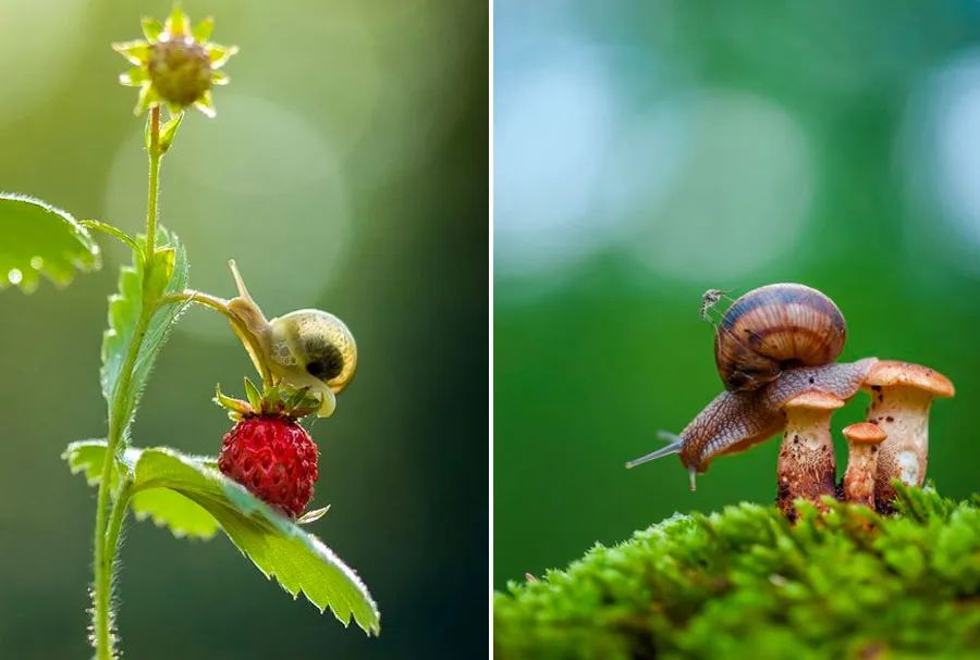 蜗牛妈妈和小蜗牛儿童画,蜗牛创意美术儿童画粘土