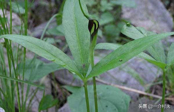 玉米地一种常见野草，农民见了就拔，却不知其比玉米贵50倍