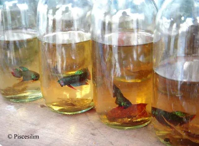 原生资讯｜和平与战争的使者-英贝利斯斗鱼