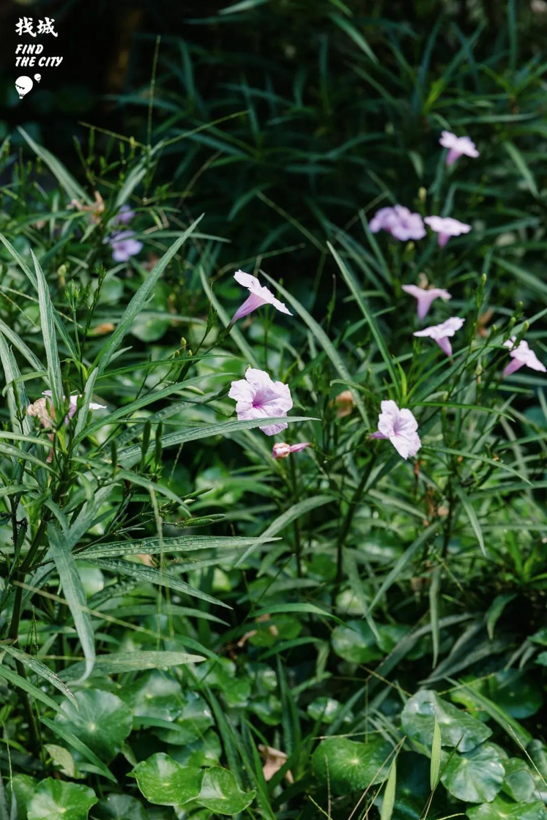南宁人去隆安玩,南宁人去柳州玩