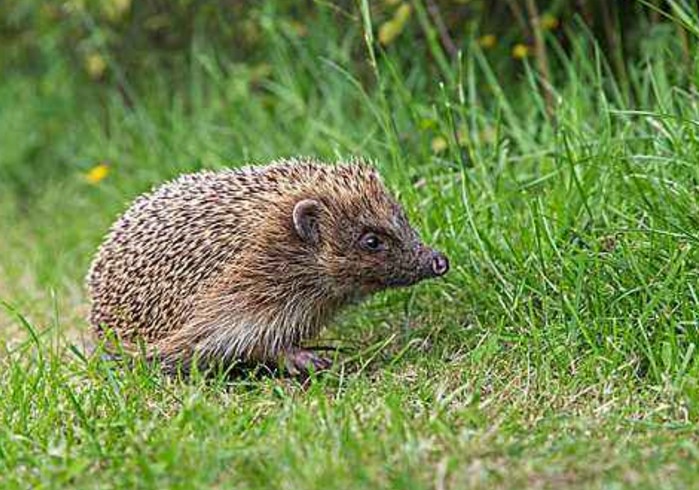 民间故事刺猬报恩,民间故事刺猬保家