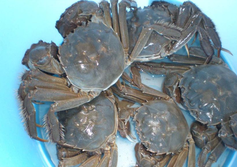 怎样买大闸蟹,大闸蟹怎么买又肥又好吃