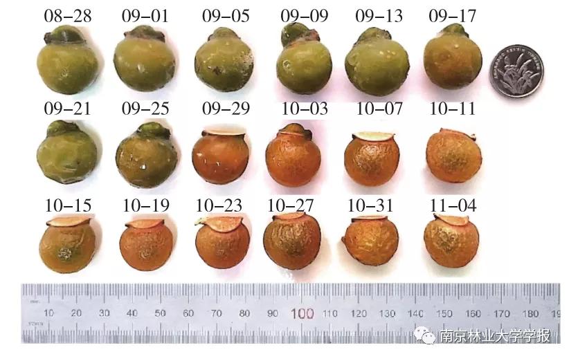 无患子果实视频,无患子成熟图