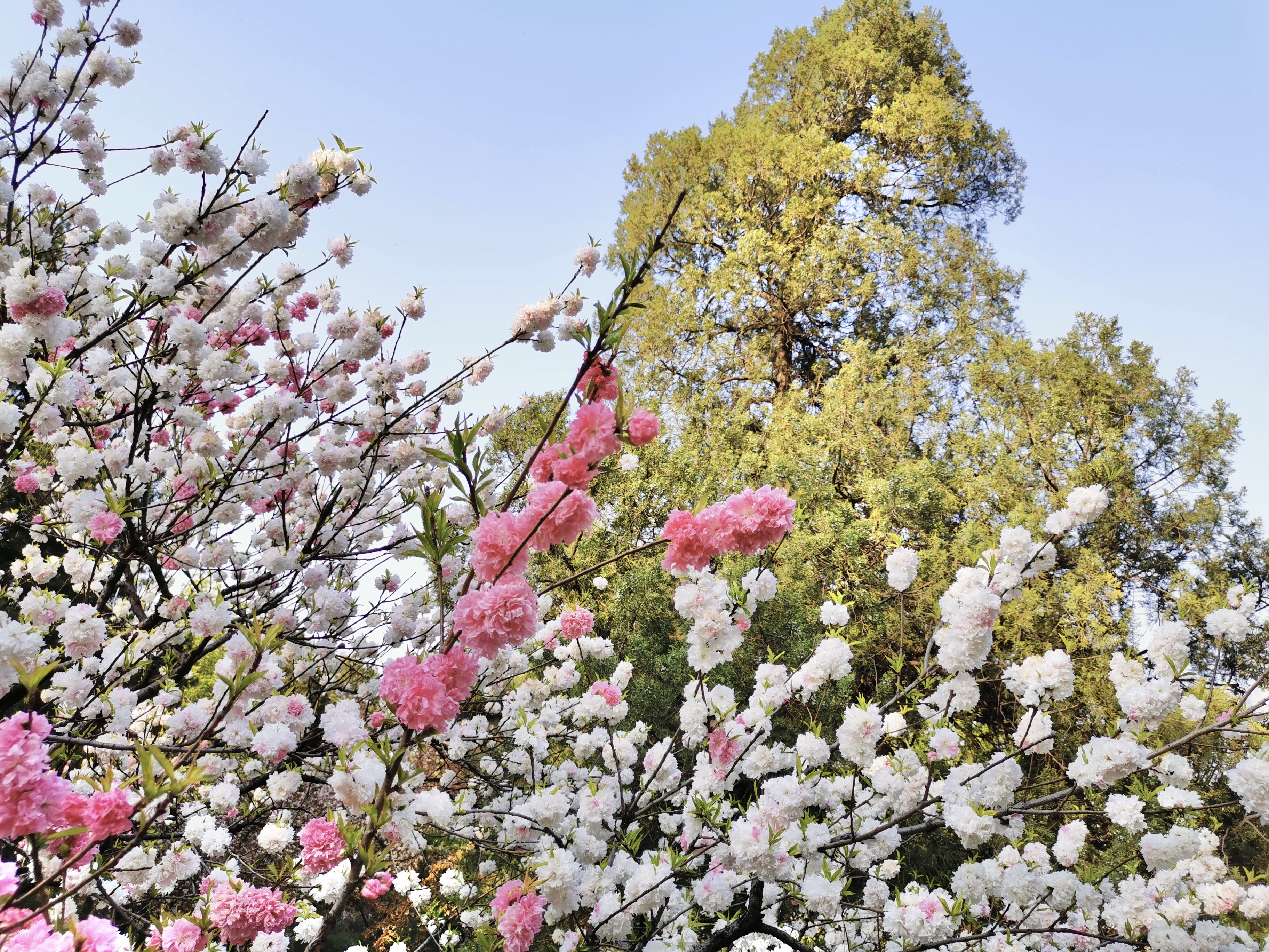 南郊美美,南郊宾馆的风景
