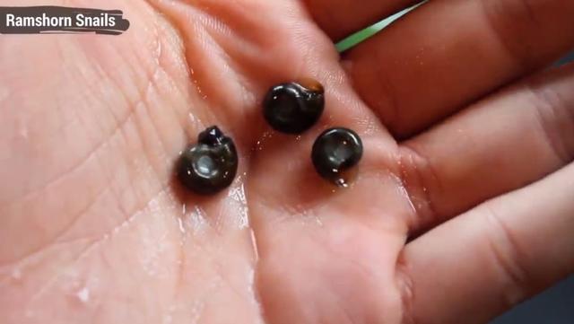 莫斯树到底好不好,莫斯树是什么