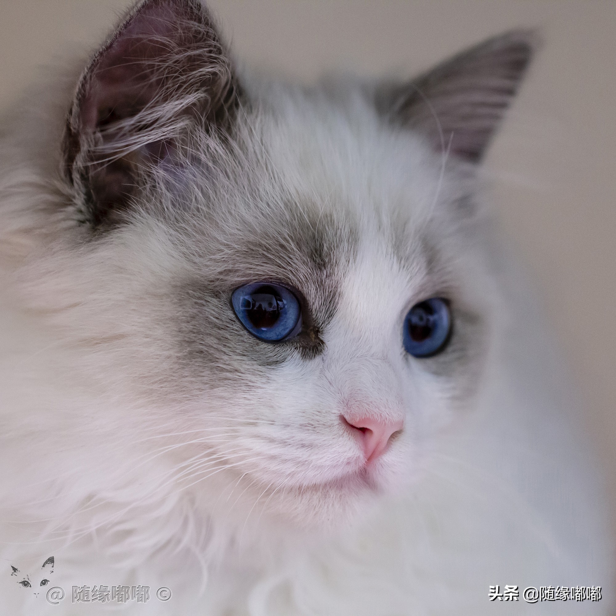 猫咪疫苗过敏脸肿,猫咪打疫苗过敏是什么原因