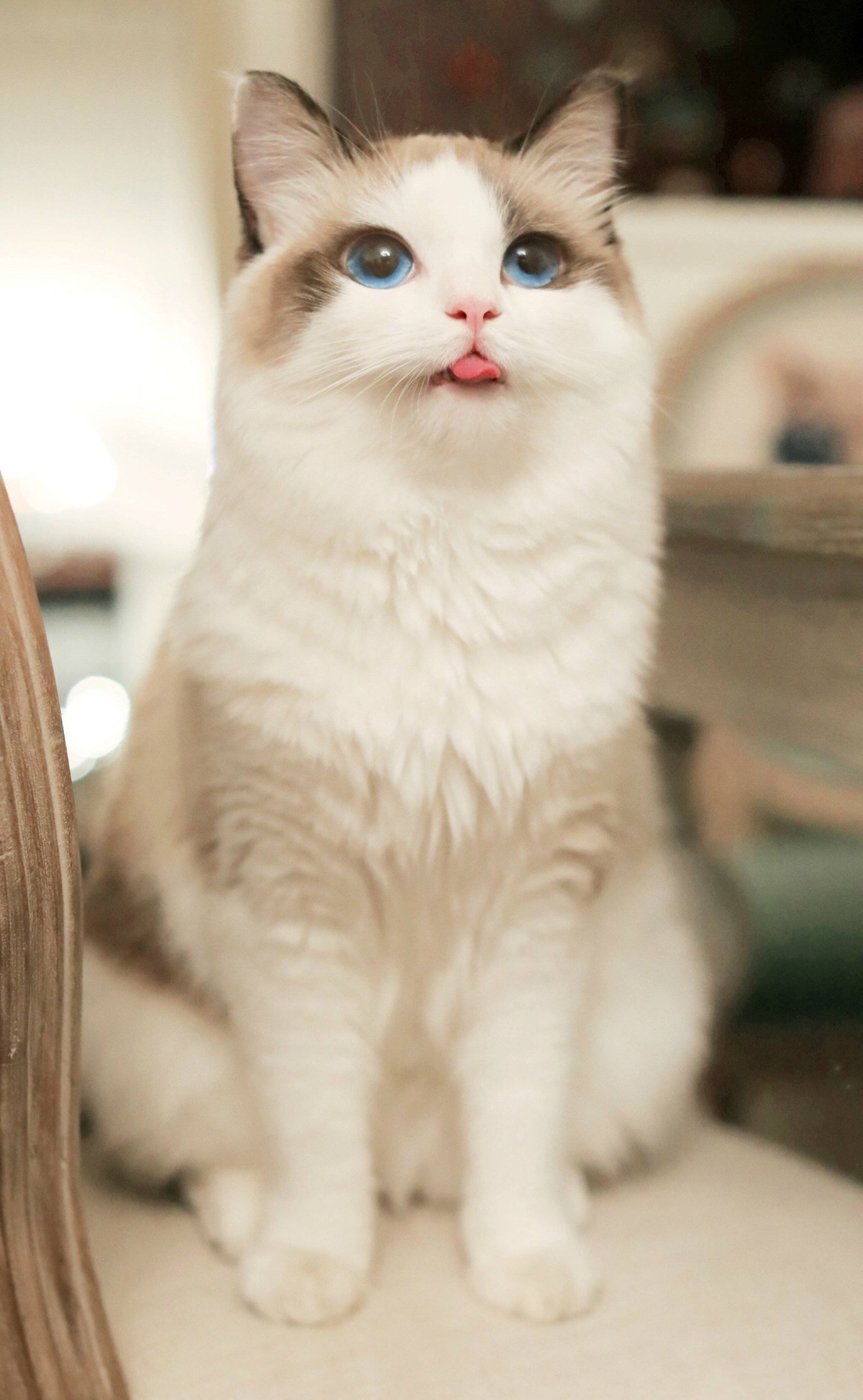 比较适合懒人养的宠物品种是什么,适合懒人养的六大便宜宠物