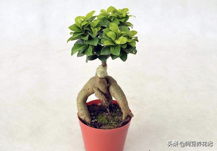 人参榕怎么养怎么修剪,人参榕怎么养护最好