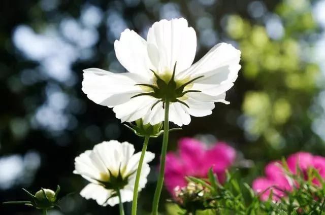 男人选择原谅出轨的妻子代表什么,妻子出轨被丈夫发现跪求丈夫原谅