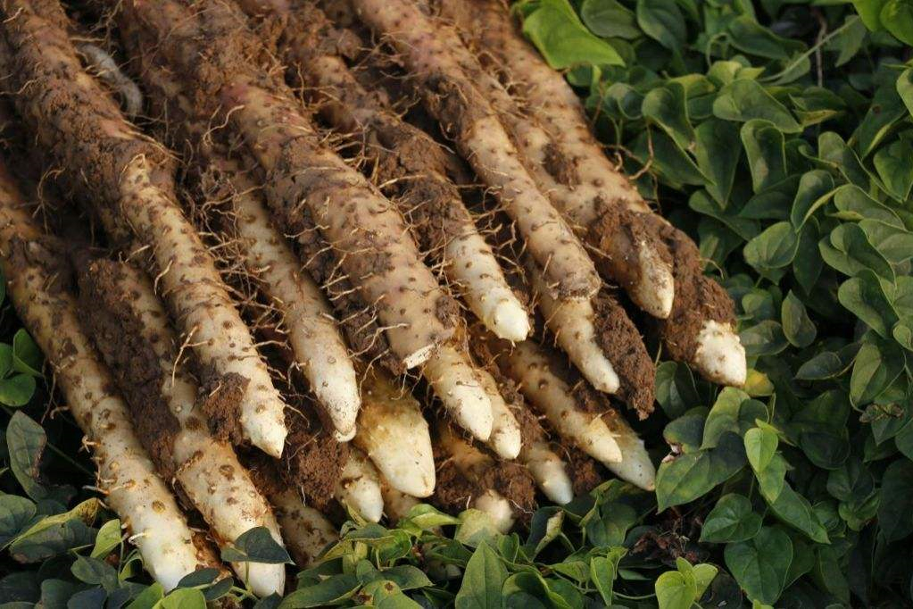 别迷恋铁棍山药了,你根本辨别不了,真懂这食材的人很少