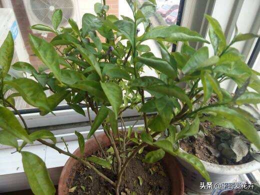 快死的发财树如何救活,如何拯救快死的发财树