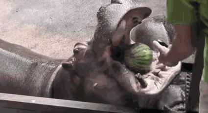 河马泛滥成灾？犯罪大佬遗留4只河马，现至少50只，十年内破百只