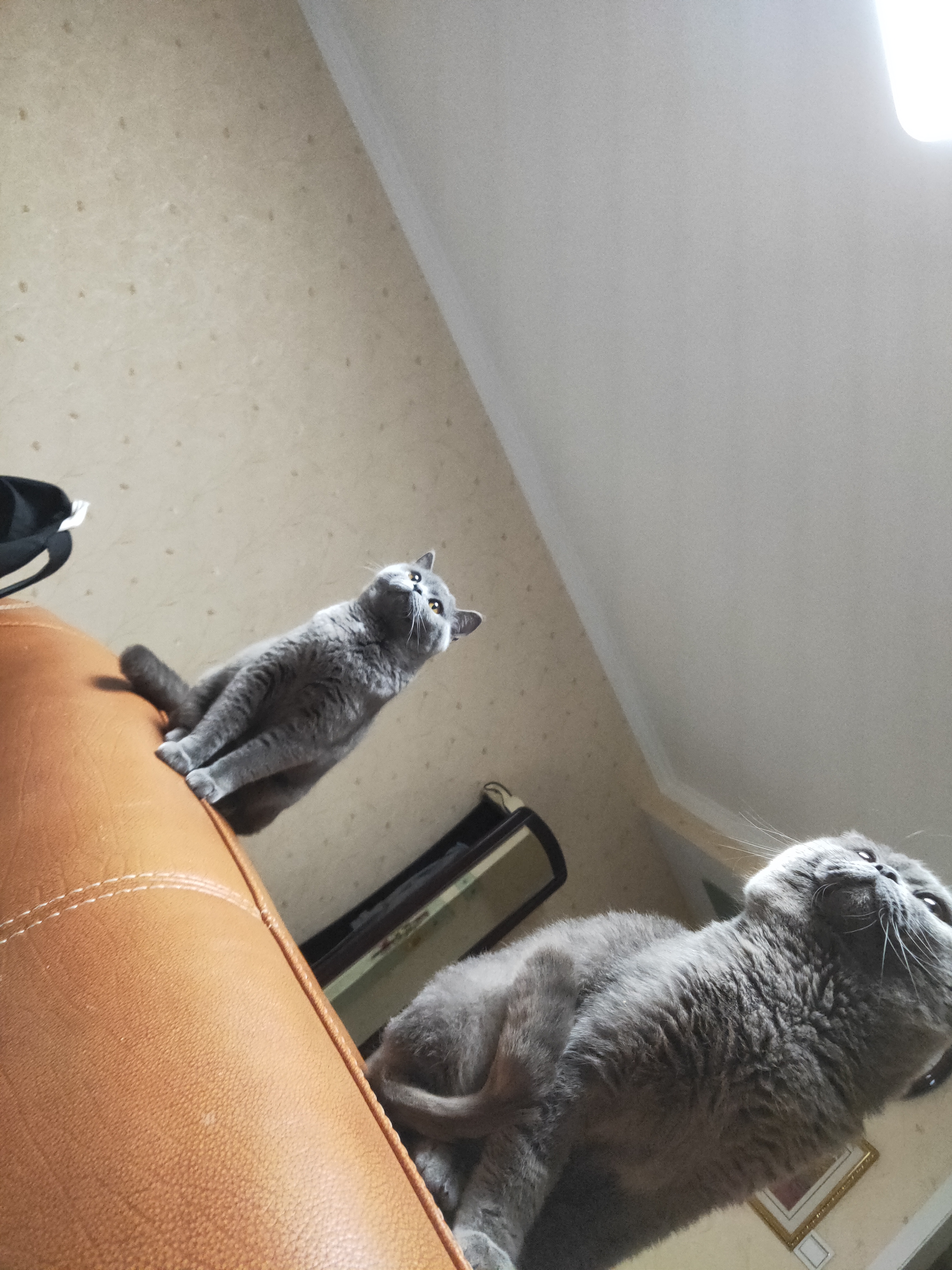 猫鼻支还可以养其它猫吗,猫鼻支还可以养别的猫吗