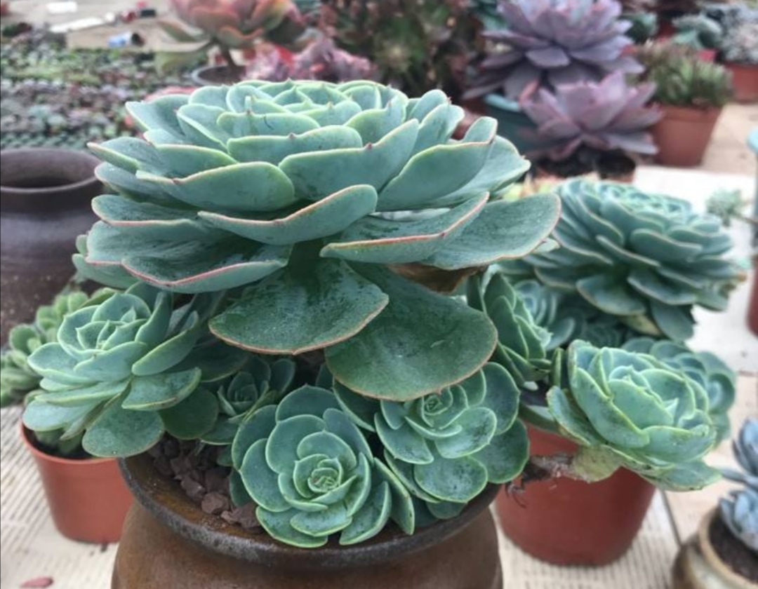 玉蝶多肉老桩养殖,多肉玉蝶多久能长出老桩