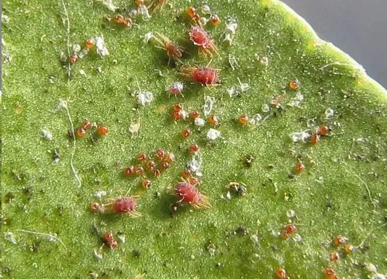 盘点养花中10大虫害,养花一定要认识的7种病虫害