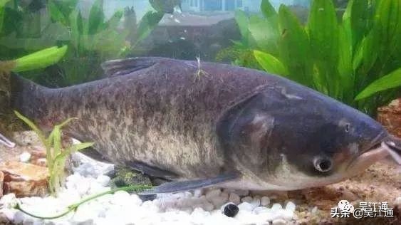 洗脚上岸,洗脚上岸读历史