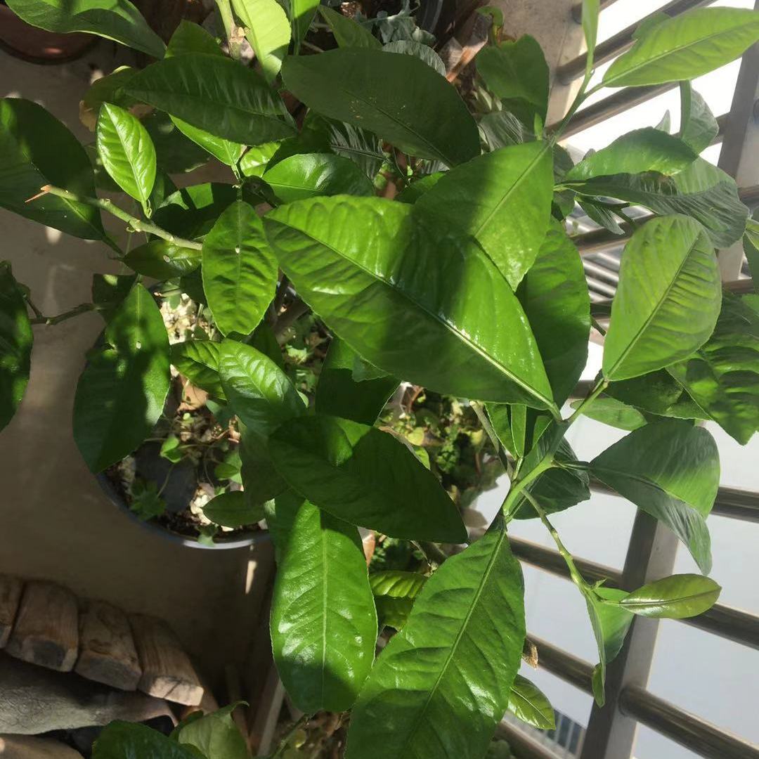 柠檬树叶子变黄的原因及解决办法,柠檬树叶子发黄烂叶是怎么回事