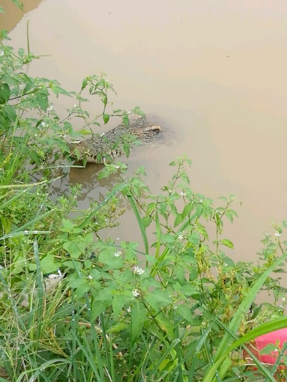 武安市放生鳄鱼抓住了吗,河北武安市放生鳄鱼