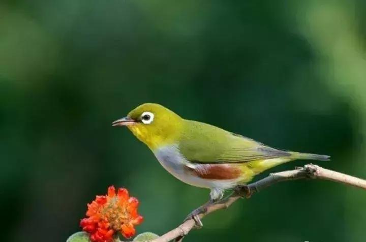 绣眼怎么纠正仰头,绣眼三大不好习惯