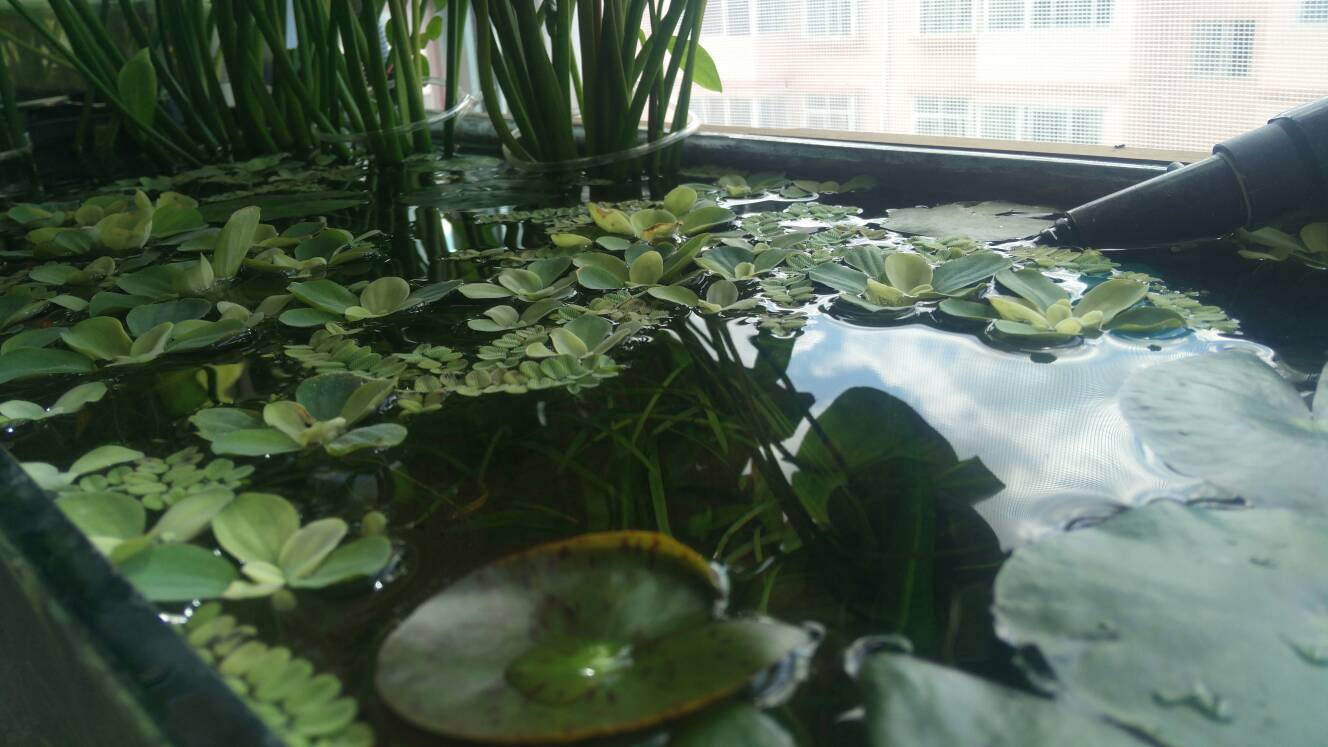 沼泽过滤鱼缸怎么开缸,沼泽缸开缸教程