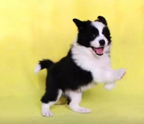 十大最值得养的宠物狗排名,最受欢迎的宠物狗排行