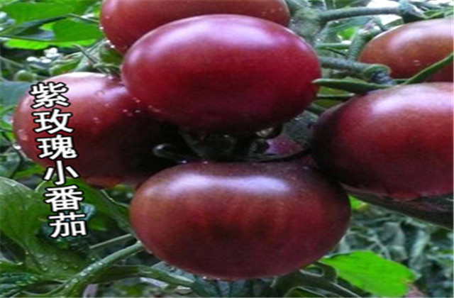 樱桃番茄规格有哪些,樱桃番茄有什么特点