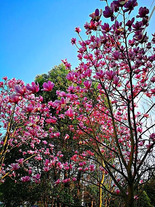 望春玉兰花盛开,造型望春玉兰
