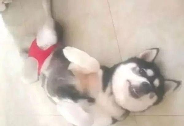 狗狗生理期突然来袭,铲屎官动手DIY,真是不给汪留一点情面