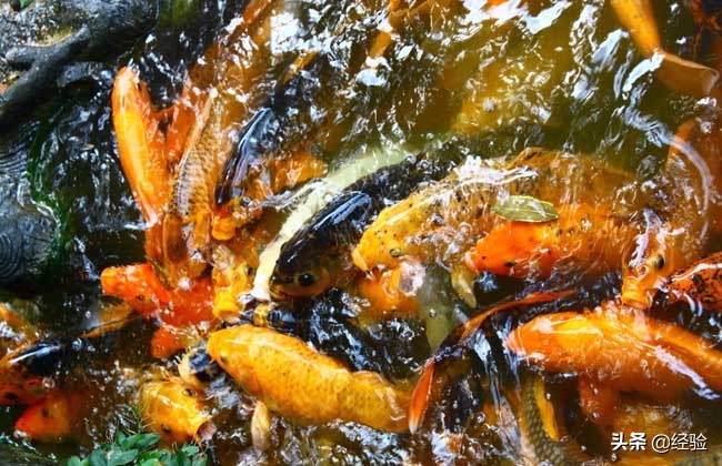 锦鲤吃小鱼吗,锦鲤吃什么食物颜色漂亮