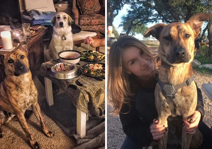 整天说爱狗，你究竟可以做到哪些呢？