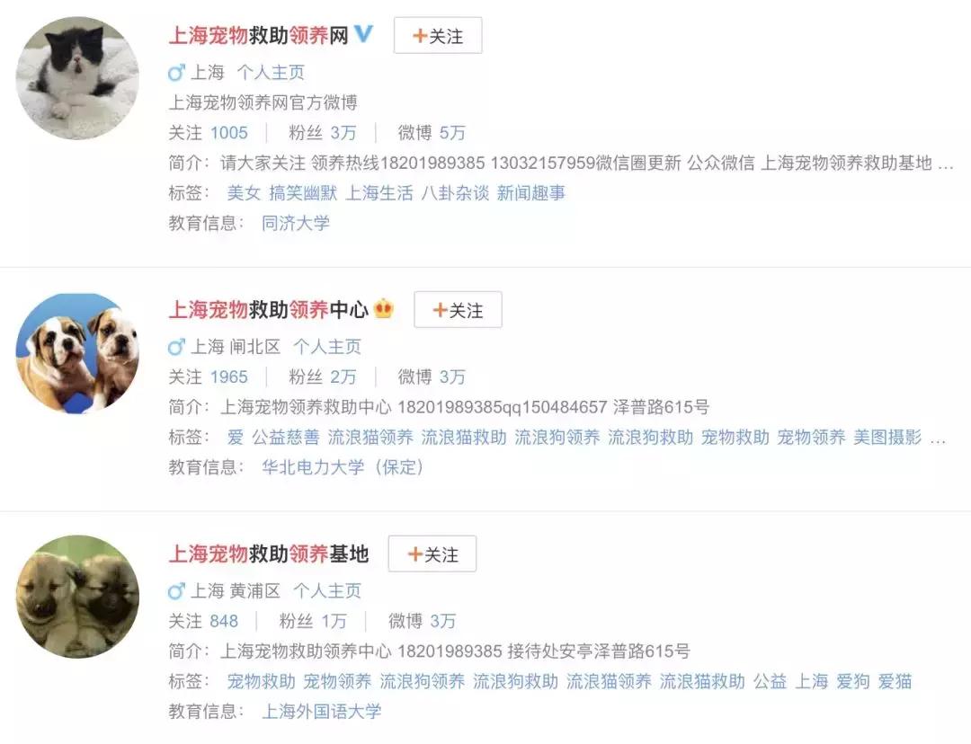 交易猫被央视曝光,收养流浪狗的真实记录