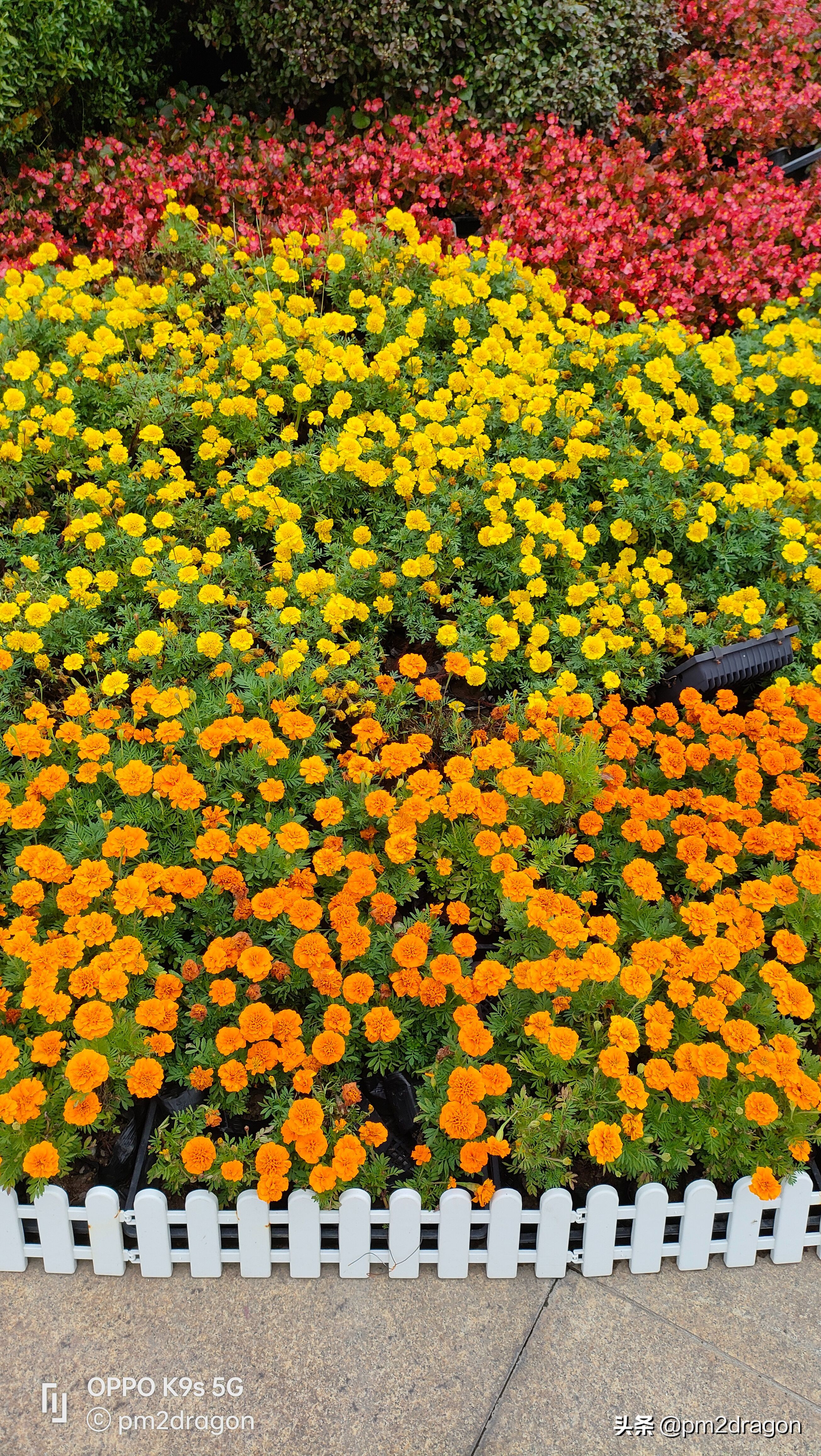 手机oppok9x画质测评,oppok9s和红米note10pro哪个好