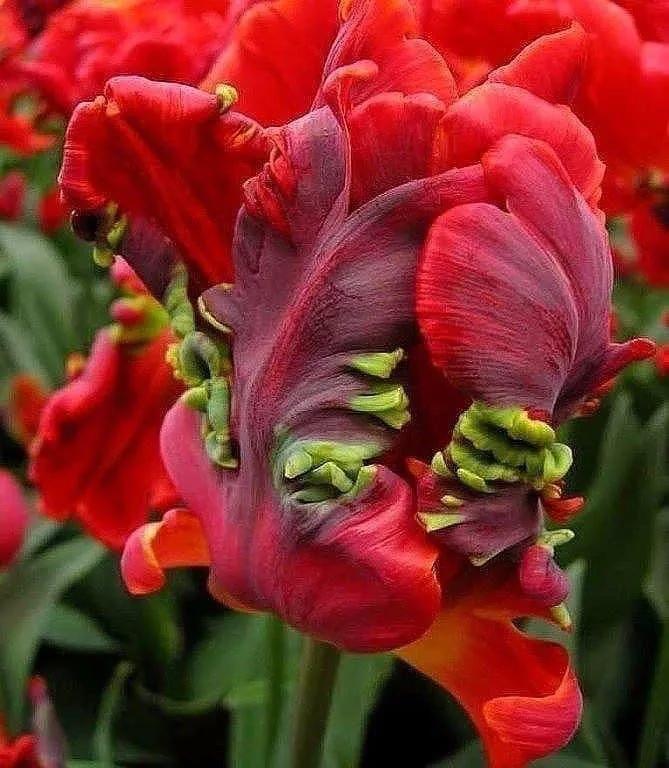 月季花的花花世界,郁金香的花海视频