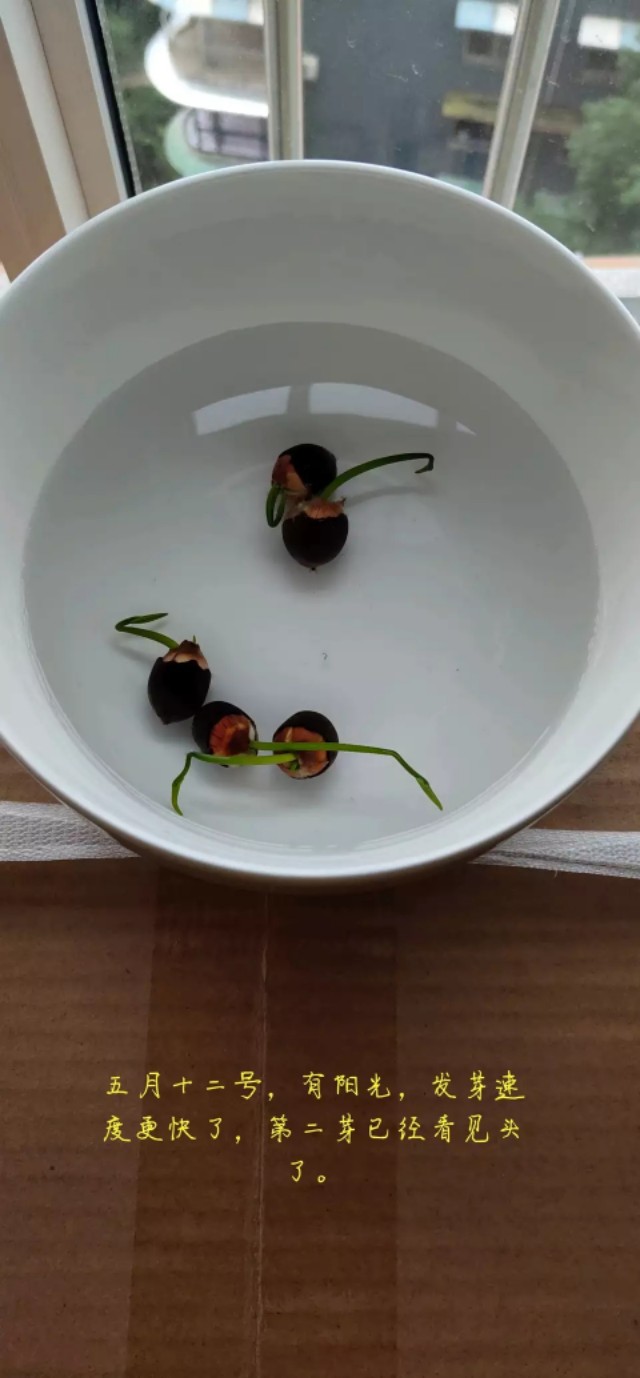 用种子栽培碗莲成长日记,碗莲与鱼在缸中栽培方法