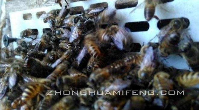 中蜂被意蜂盗蜂,中蜂被意蜂盗蜜的处理方法