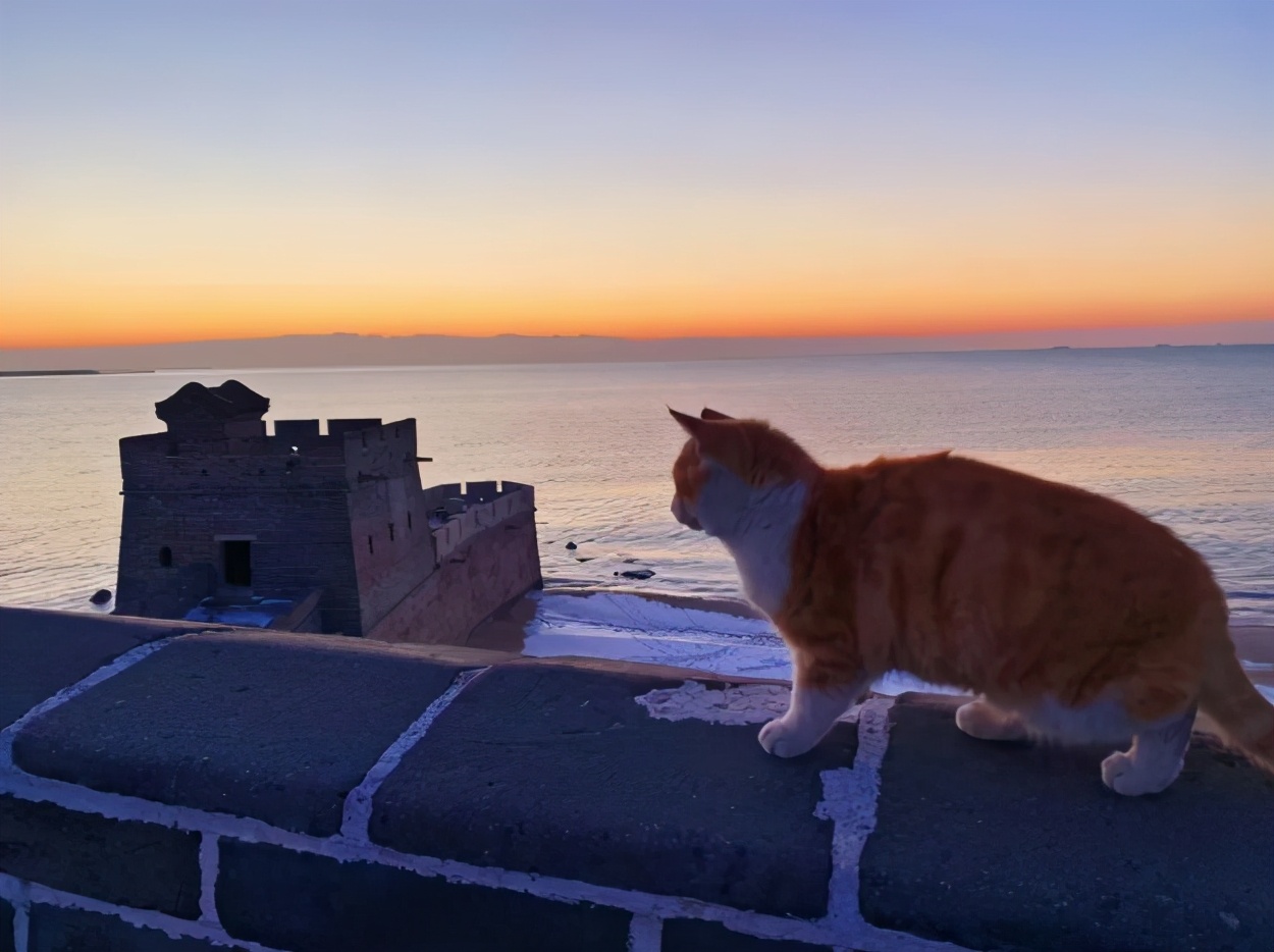 秦皇岛这只网红猫日常“巡逻”你见过吗?岛上还有这些撸猫好去处~