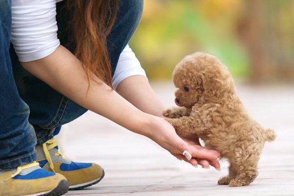 新手别养泰迪6大原因告诉你,为什么泰迪不建议养