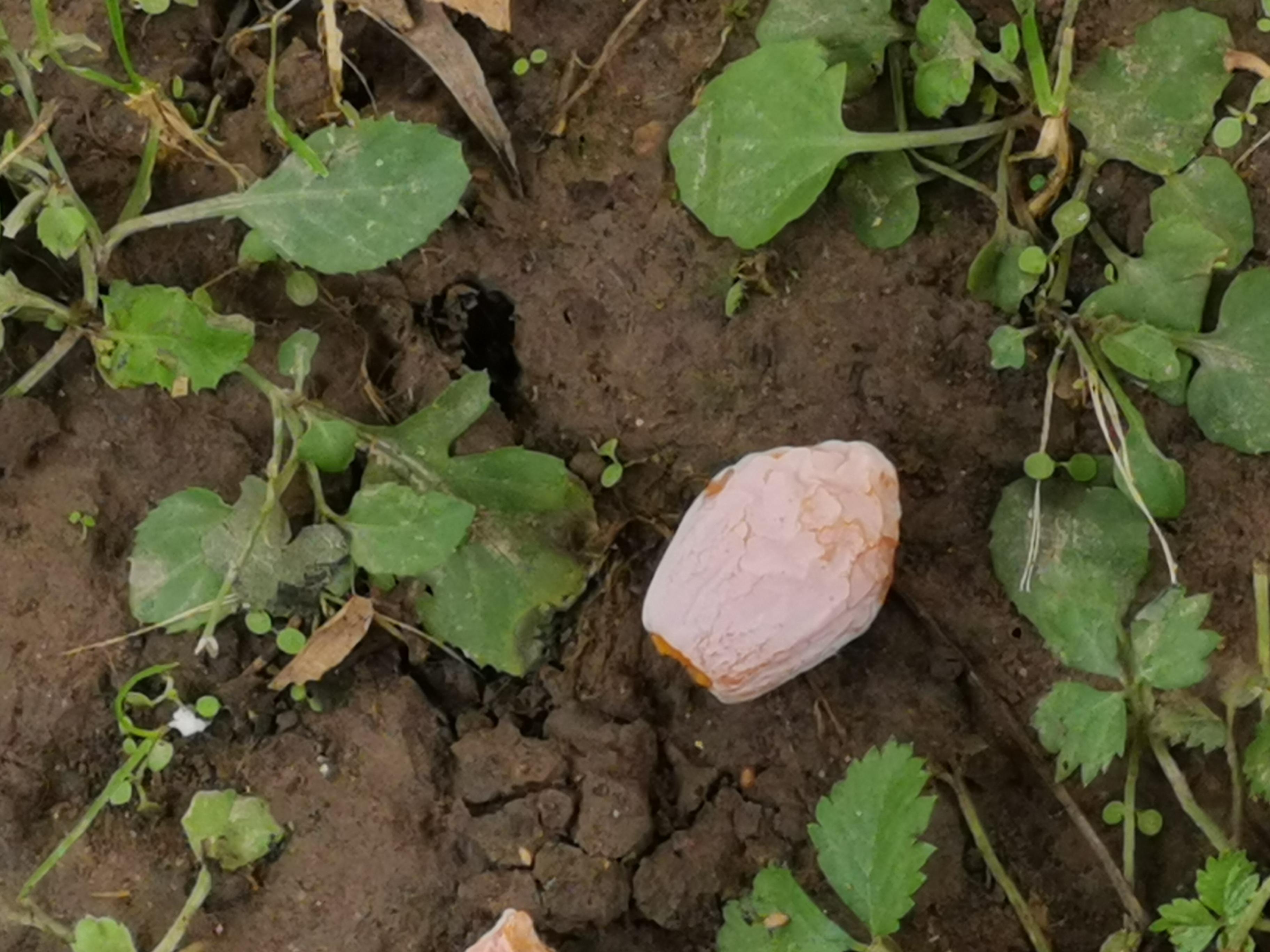 白果到了春天还能吃吗,白果什么时候能吃