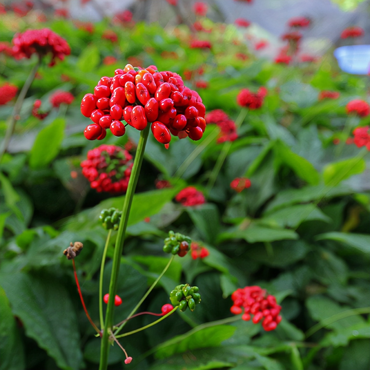 为什么人工种植的人参那么便宜,野生人参为什么比人工参好