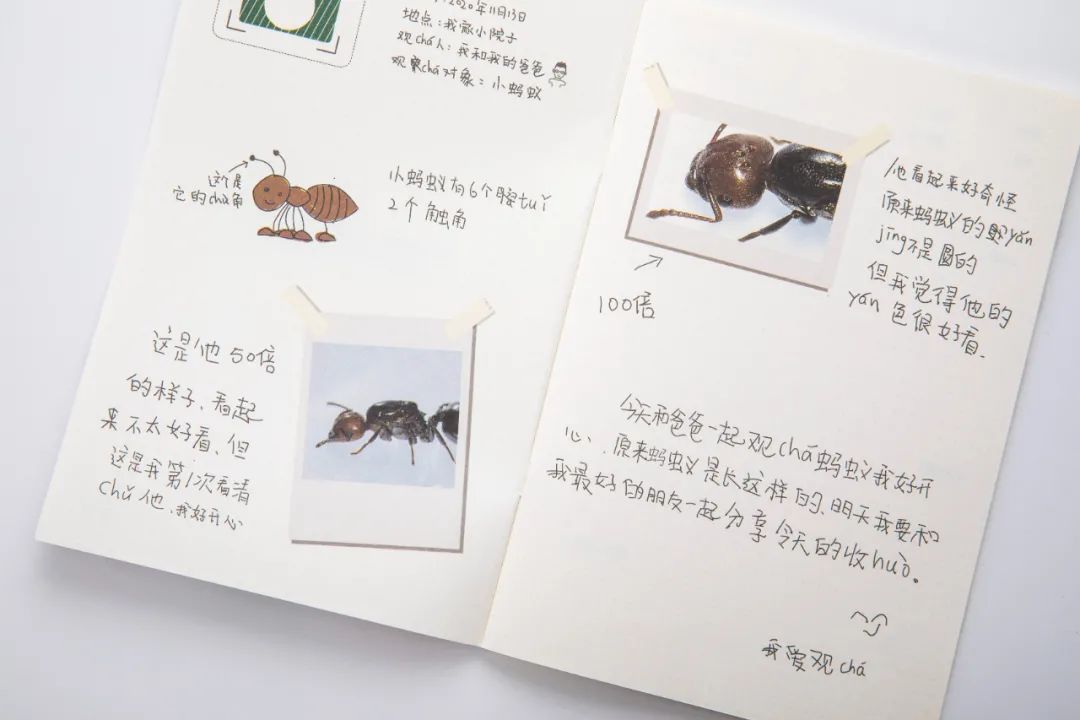 暑假孩子玩手机不如打篮球吧,儿童显微镜放大蚂蚁120倍