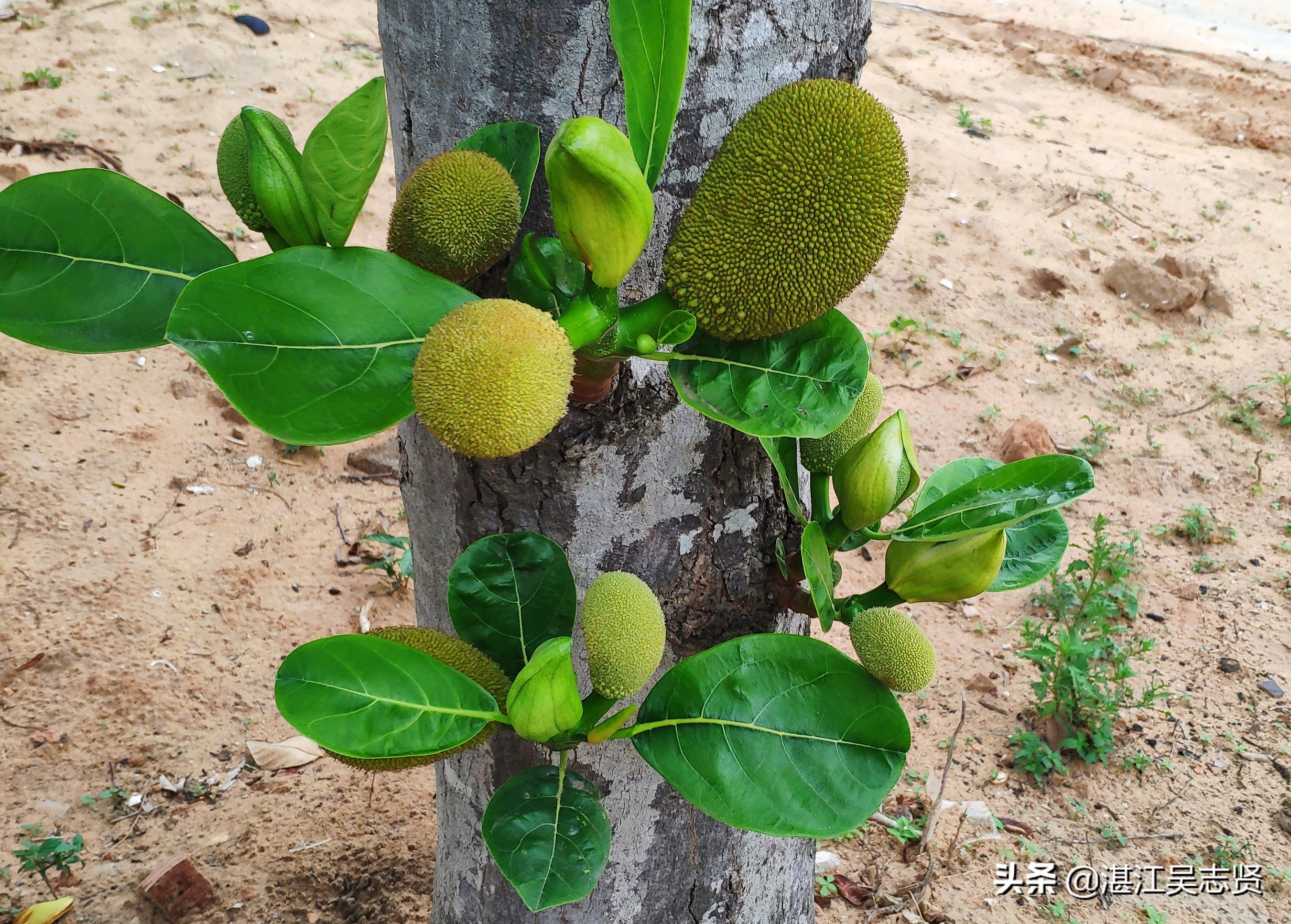 菠萝蜜在家里该怎么开,家里的菠萝蜜不结果